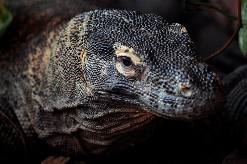 Dragon-Scale Fencing